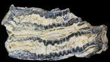 Mammoth Molar Slice - South Carolina #40090-1